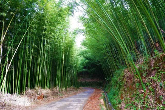 Thỏa sức bỏ túi ảnh đẹp với những rừng trúc đầy mê hoặc ít người biết ở Cao Bằng