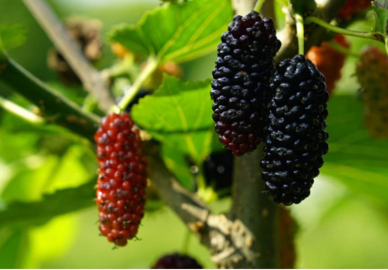 Dâu tằm rất ngon nhưng có một điều đại kỵ cần tránh khi ăn mà nhiều người vẫn chưa biết