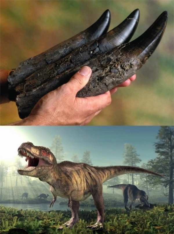   Răng hóa thạch của một con khủng long bạo chúa  