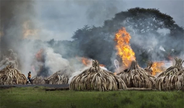   Những chiếc ngà voi bị tịch thu và tiêu hủy từ những kẻ buôn lậu  