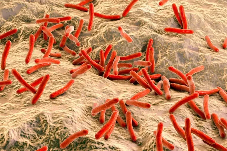 Computer artwork of Mycobacterium leprae bacteria.