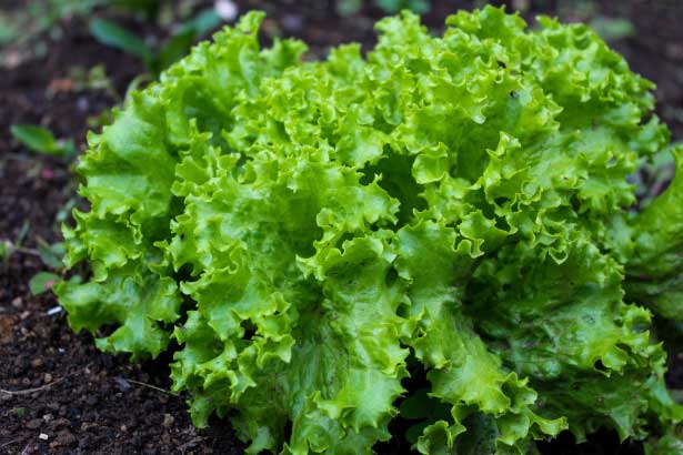 6 loại rau kích thích sản sinh collagen, xóa nếp nhăn: Phụ nữ sau 30 tuổi chăm dùng để da dẻ căng mịn