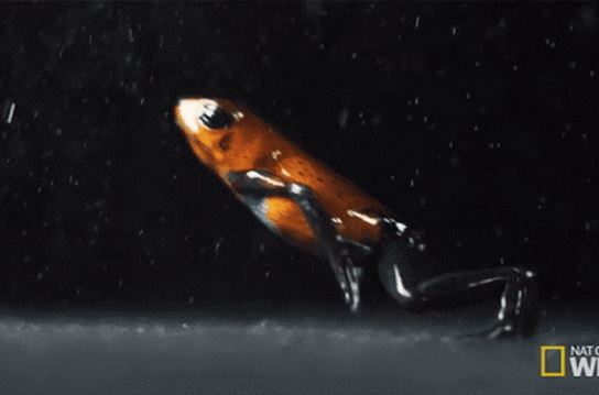 Chỉ dài 2,5 cm, sinh vật tý hon có chất độc chết người, “chạm da” là nguy hiểm