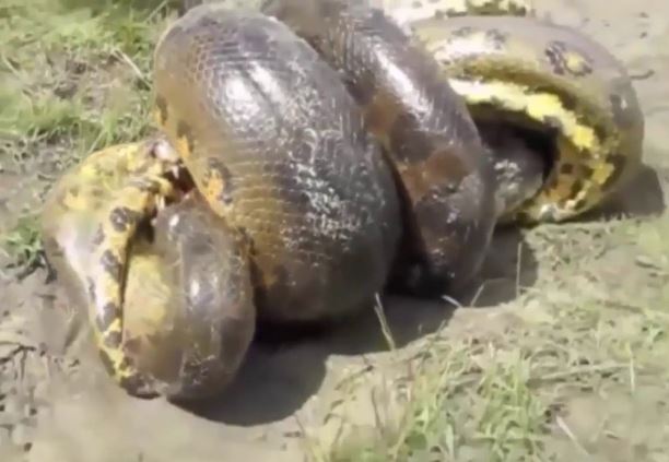 Clip: Những pha giao chiến ác liệt giữa cá sấu với trăn