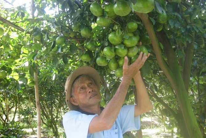 Nông dân miền Tây tất bật sản xuất, chuẩn bị "đặc sản" bán dịp Tết