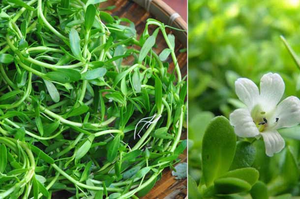 3 loại rau đắng tốt ngang thuốc quý vừa điều trị bệnh vừa dưỡng nội tạng