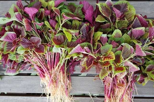 4 loại rau “bổ hơn thịt, rẻ hơn thuốc”, vừa ngon vừa bổ, ra chợ thấy nhớ mua ngay về