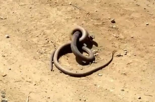 Clip: Cuộc chiến sống còn giữa 2 con rắn