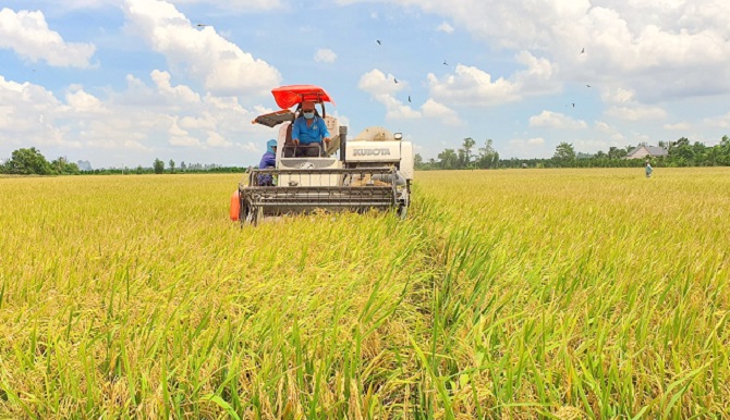 Đầu tư khoa học công nghệ, phát triển nông nghiệp thông minh để nâng cao giá trị cây lúa