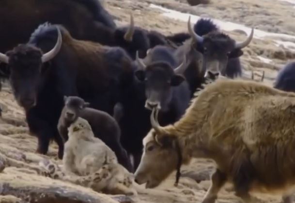 Clip: Bò Tây Tạng húc văng báo tuyết lên trời để cứu con