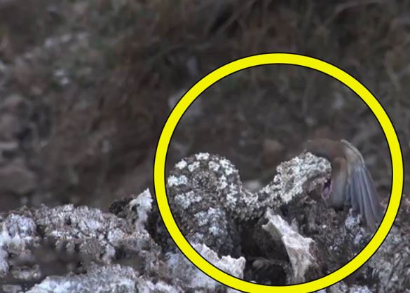 Clip: Rắn dùng đuôi giả hoa để làm bẫy bắt chim