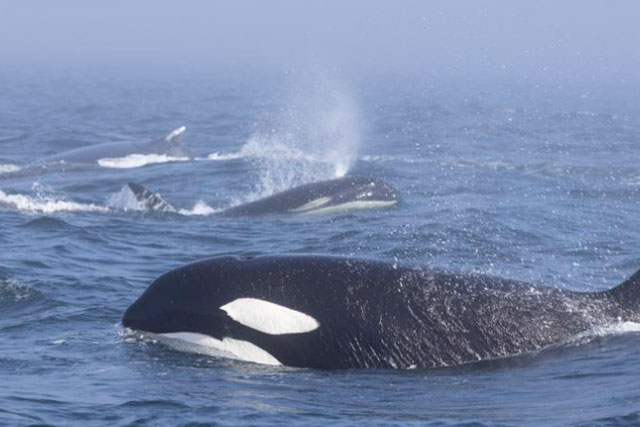 Màn ẩu đả hiếm thấy giữa đàn cá voi lưng gù và cá voi sát thủ