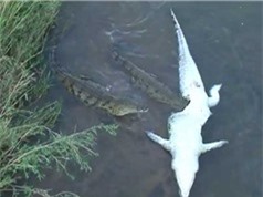 CLIP HOT NGÀY 22/9: Cá sấu xé xác đồng loại, bé dính tai nạn nghiêm trọng vì bố quên tắt máy