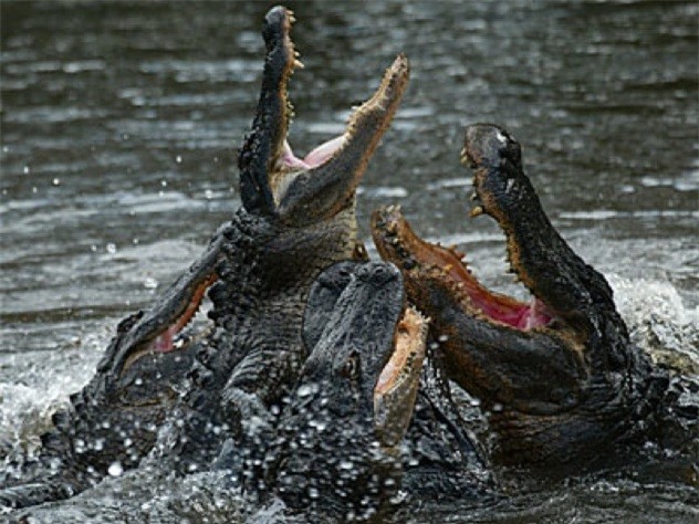 Tỉnh lại giữa một bầy cá sấu có lẽ là cơn ác mộng khủng khiếp nhất
