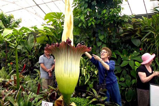 Bông hoa lớn nhất thế giới lần đầu tiên nở trong môi trường phi tự nhiên