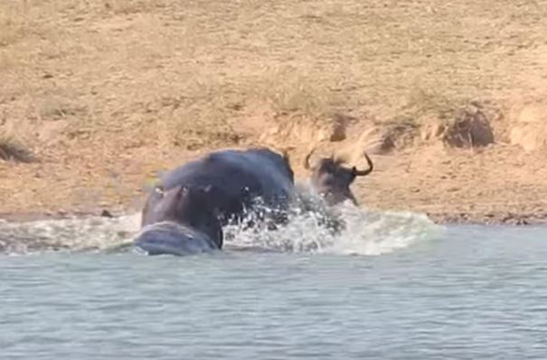 Clip: Bị cá sấu bắt, linh dương đầu bò vẫn thoát chết