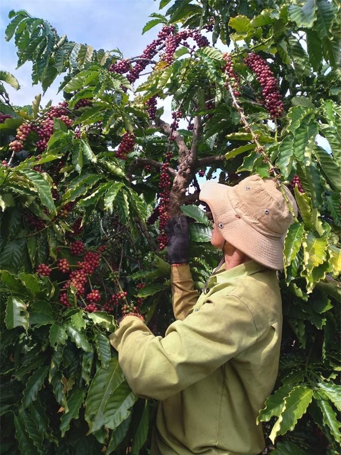Giá nông sản ngày 20/11/2022: Cà phê giảm mạnh 1.200 đồng/kg, tiêu ổn định