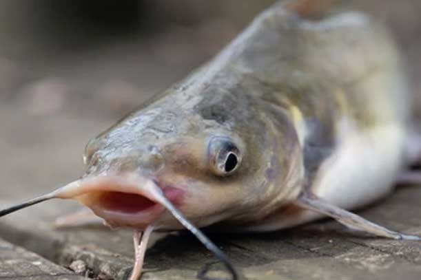 6 loại cá rẻ mấy cũng đừng mua cho chồng con ăn: Bác sĩ cũng sợ vì nhiều thủy ngân, nhiễm độc