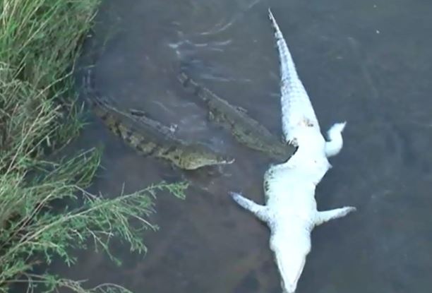 Clip: Cá sấu khổng lồ bị đồng loại xé xác