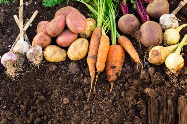 4 loại rau củ không cần đến thuốc trừ sâu vẫn xanh non mơn mởn, đi chợ nếu thấy đừng bỏ qua