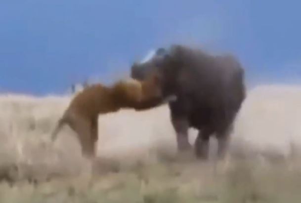 Clip: Những tình huống tấn công dũng mãnh của hà mã