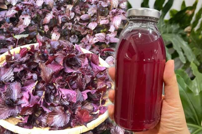 3 thời điểm vàng uống nước lá tía tô mỗi ngày: Đánh bay mỡ thừa, khỏe người, ít bệnh