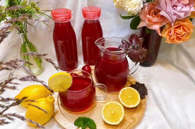 Uống nước lá tía tô thời điểm nào tốt nhất cho da? 3 đối tượng dù muốn cũng không nên uống