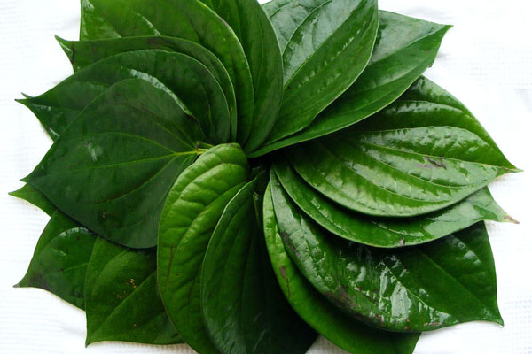 Xay lá trầu không bôi lên mặt theo cách này nám da bao nhiêu cũng hết