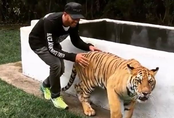Clip: Phản ứng siêu dễ thương của chú hổ khi bị hù dọa