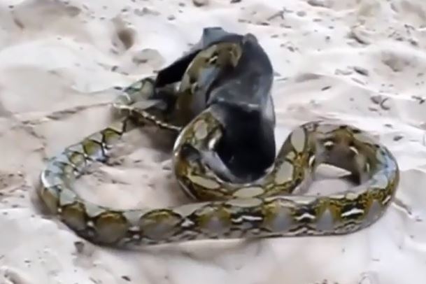 Clip: Bị trăn bắt, dơi vẫn thoát chết ngoạn mục