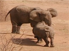 Clip: Màn giao chiến kịch liệt giữa voi với đàn tê giác