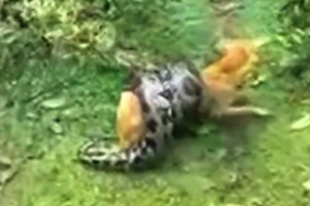 Clip: Người chủ đánh trăn khổng lồ, cứu sống chú chó