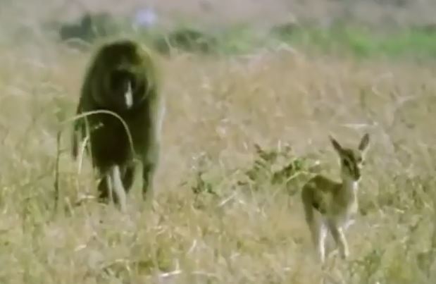 Clip: Khỉ đầu chó liều mình cứu sống linh dương Gazen