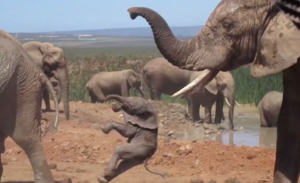 Clip: Khát tình voi đực tức giận, quật voi con như đập bóng