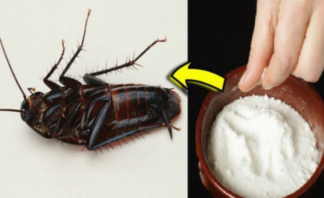 9 cách đuổi gián ra khỏi nhà vĩnh viễn, vừa rẻ tiền vừa đơn giản ai cũng làm được