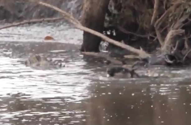 Clip: Chủ quan, linh dương đầu bò bị cá sấu ăn thịt