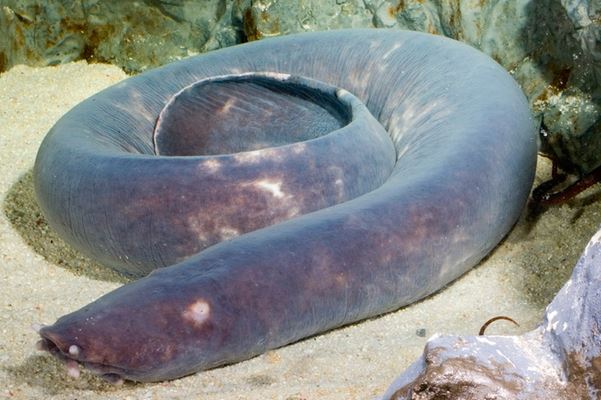 Sinh vật kỳ lạ có thể dễ dàng thoát khỏi hàm cá mập, bí mật nằm ở đâu?