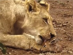 Clip: Sư tử cái cứu linh dương Impala thoát khỏi nanh vuốt báo hoa mai