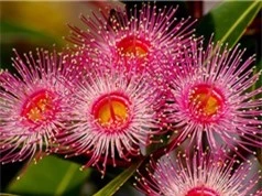 Vẻ đẹp của loài hoa được dùng làm thuốc trị bách bệnh