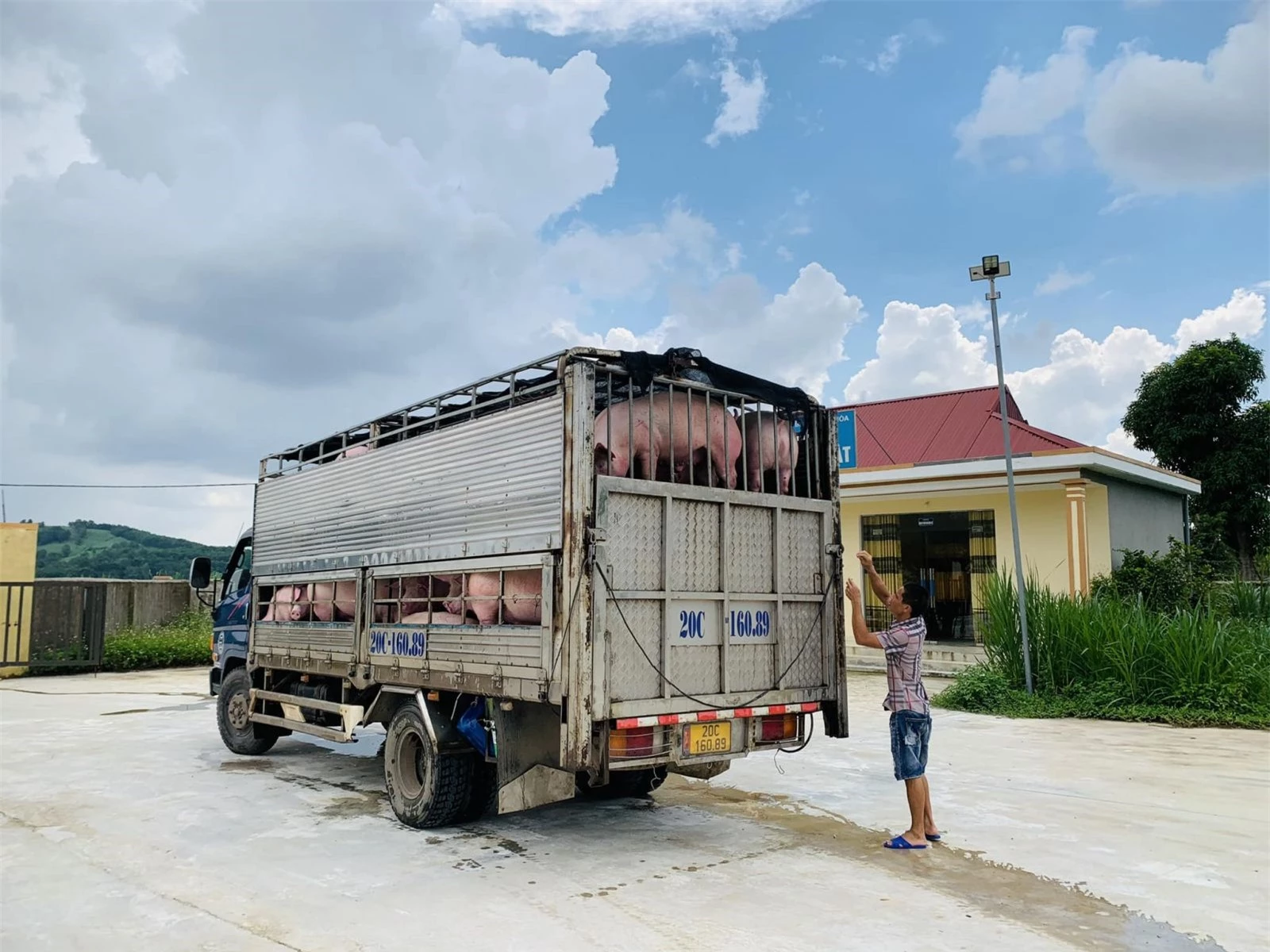 Giá heo hơi ngày 25/11/2022: Miền Nam tiếp tục tăng