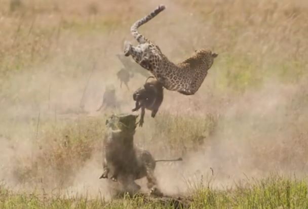 Clip: Lợn rừng phản đòn báo săn, cứu con thoát chết ngoạn mục