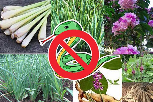 2 loại cây rắn mê như điếu đổ cực kỳ nguy hiểm, 3 loại trồng trong vườn rắn chạy xa tít tắp