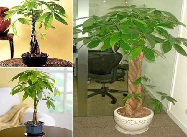 5 loại cây cảnh 'ăn tiền thiên hạ', chủ nhà đặt ở phòng khách thì tài lộc cực đỉnh, cuộc sống lên hương