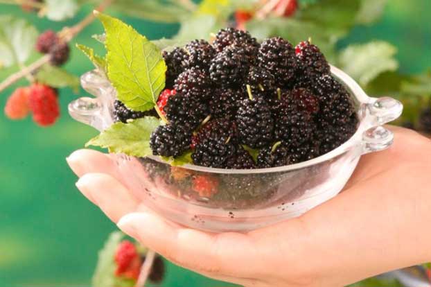 Ăn 5 loại quả mọng nước này vừa giúp bảo vệ tim mạch vừa làm đẹp hiệu quả