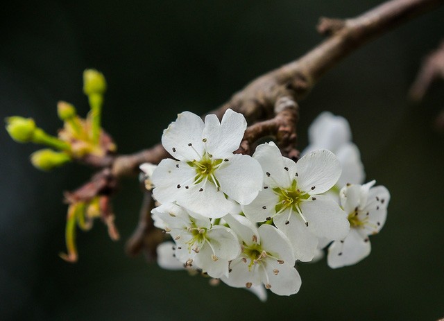 Hoa rừng “rục rịch” xuống phố đón Tết