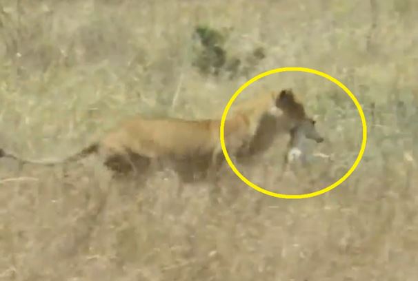 Clip: Rình rập tài tình, sư tử dễ dàng bắt được linh dương Impala