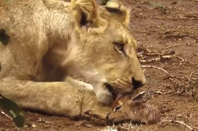 Clip: Sư tử cái cứu linh dương Impala thoát khỏi nanh vuốt báo hoa mai