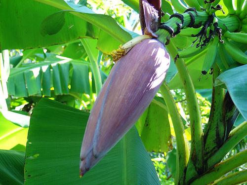 Hoa chuối - 'thần dược' chữa đau dạ dày bạn phải nhớ