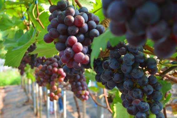 Loại quả "thải độc máu, quét độc tố" nhưng cấm kỵ người bị dạ dày, huyết áp