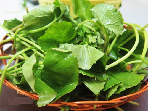 Lý do bạn nên ăn rau má thường xuyên